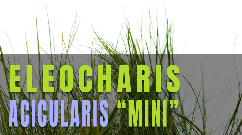 Eleocharis Acicularis Mini, una de las plantas tapizantes más vendidas del mercado en el sector de la acuariofilia y el aquascaping.