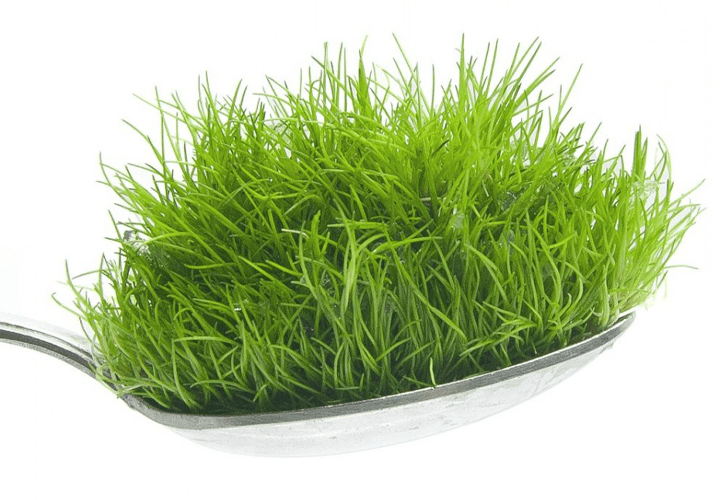 Eleocharis Acicularis Mini, una de las plantas tapizantes más vendidas del mercado en el sector de la acuariofilia y el aquascaping.