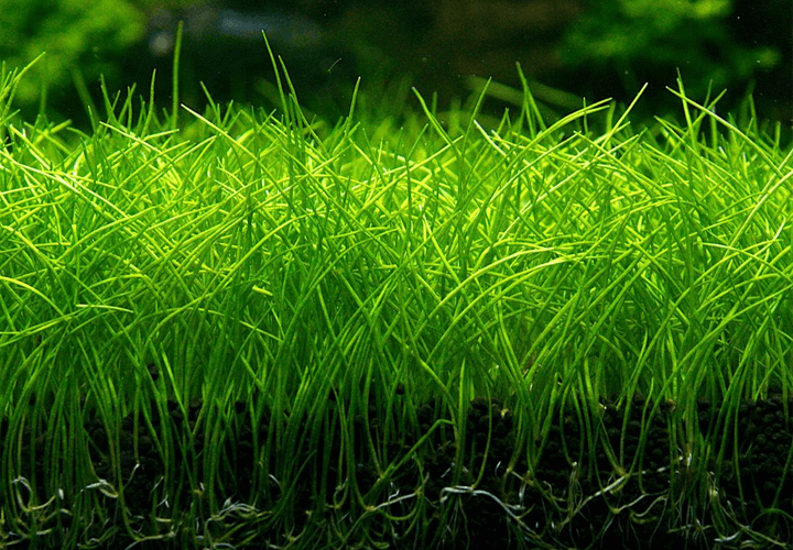 Densa alfombra de Eleocharis Acicularis Mini. Una planta tapizante de venta en NAscapers al mejor precio.