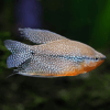 Gourami perla de venta online en nascapers al mejor precio.