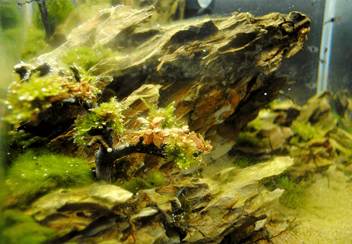 Métodos antialgas para tu acuario plantado.