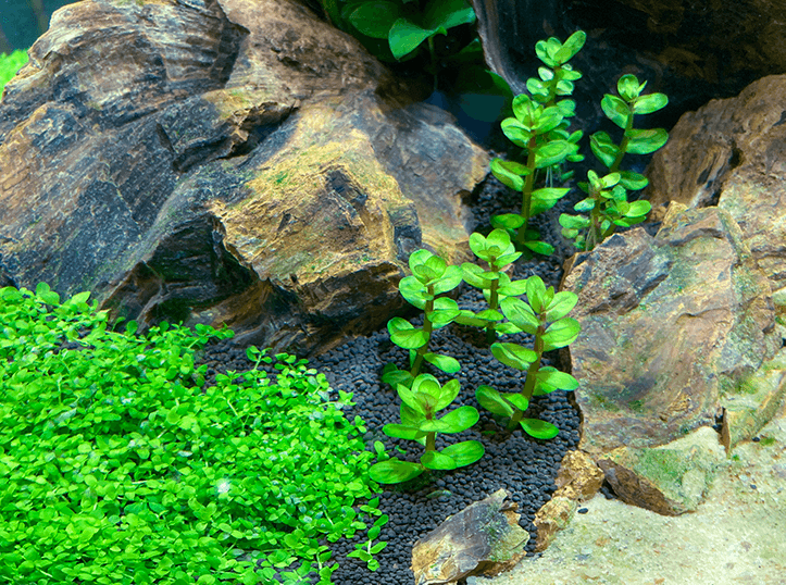 Naturaleza entre cristales: Acuario plantado «CAÑON», diseño y mantenimiento.