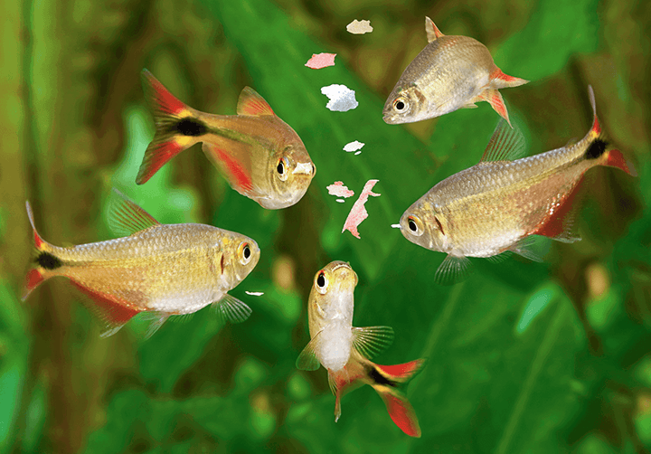Peces de acuario tropical alimentándose. Los restos de comida son uno de los factores que influyen en la subida de nitratos en el acuario.
