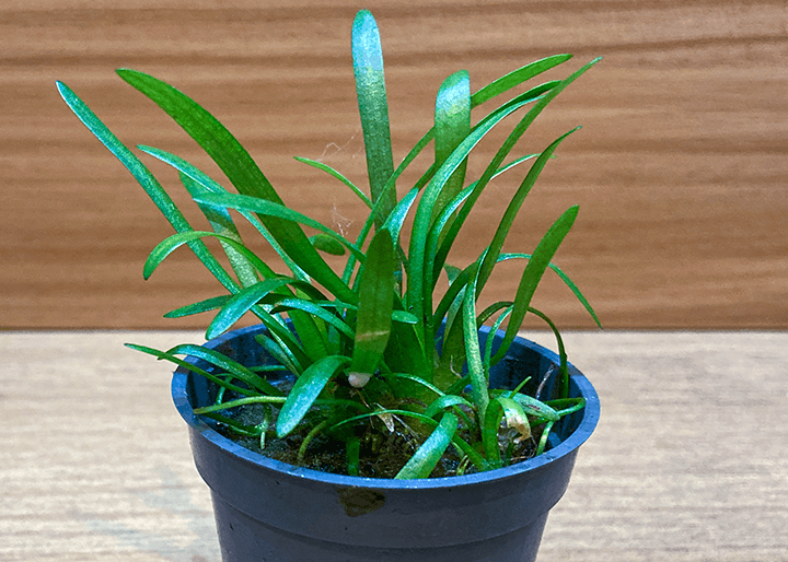 Sagitaria Subulata, una planta tapizante ideal para principiantes.