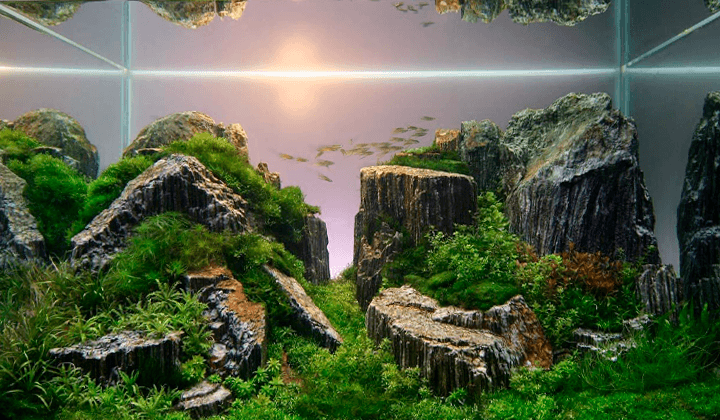 acuario con roca fósil de Slobodan Lazarevic