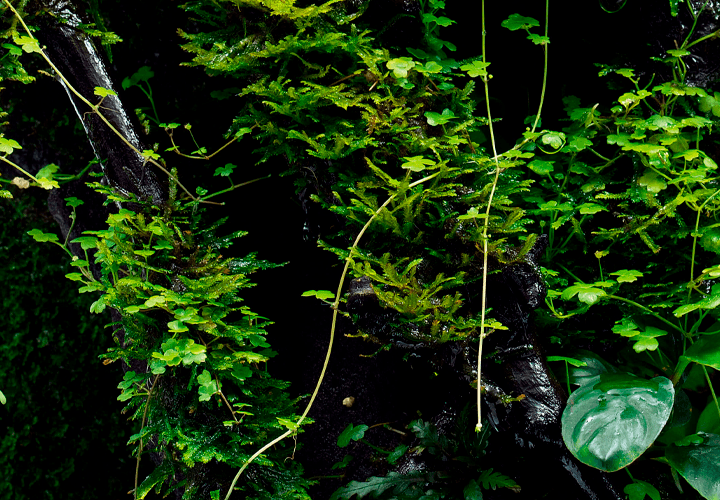 Hydrocotyle enraizada en troncos sobre musgo como planta epifita