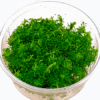 ROTALA SP NANJENSHAN
