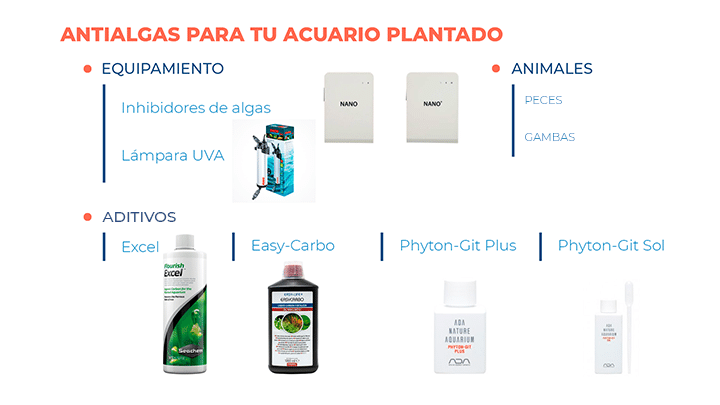 Mejores métodos antialgas para tu acuario.  Eliminar las algas de tu acuario plantado.