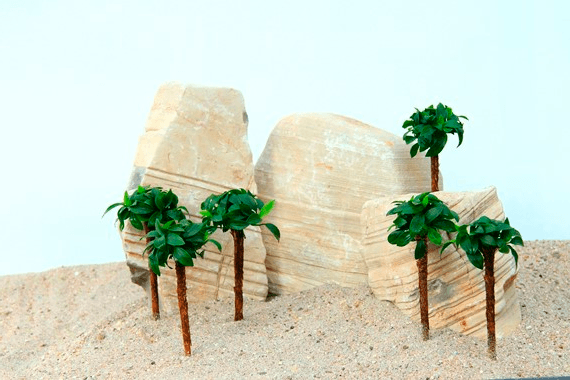 palmera en miniatura con anubias nana bonsai para acuarios naturales