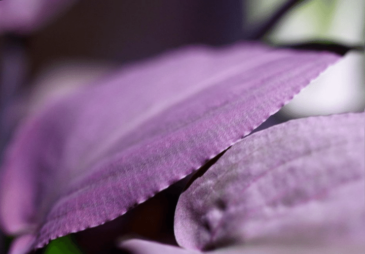 AGENANDRA MEEBOLDI PINK para un acuario plantado fácil sin necesidad de co2