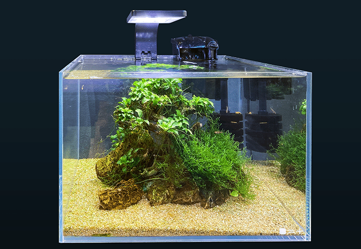 nano acuario diseñado con un bonsai aquascaping