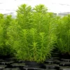 Pogostemon Deccanensis nascapers.es