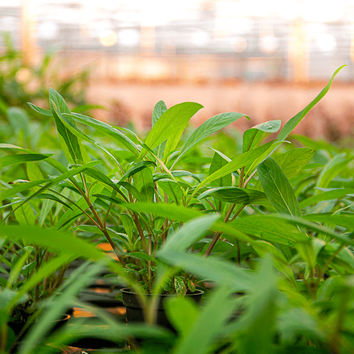 hygrophila costata cultivada en emergido. No cometas el error de tener demasiadas horas de luz en un acuario recién montado.