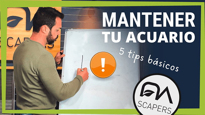 5 tips básicos para mantener en perfectas condiciones tu acuario plantado.