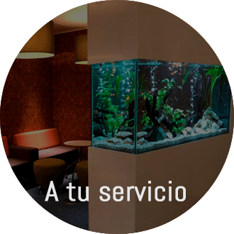 Servicio de montaje y mantenimiento de acuarios en Valencia