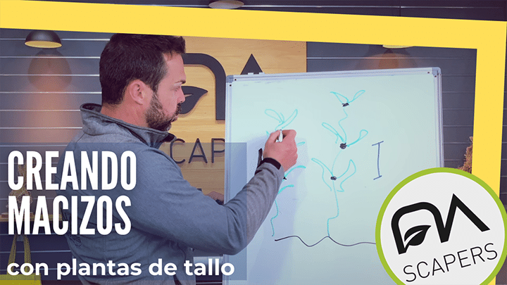 Cómo crear macizos con plantas de tallo