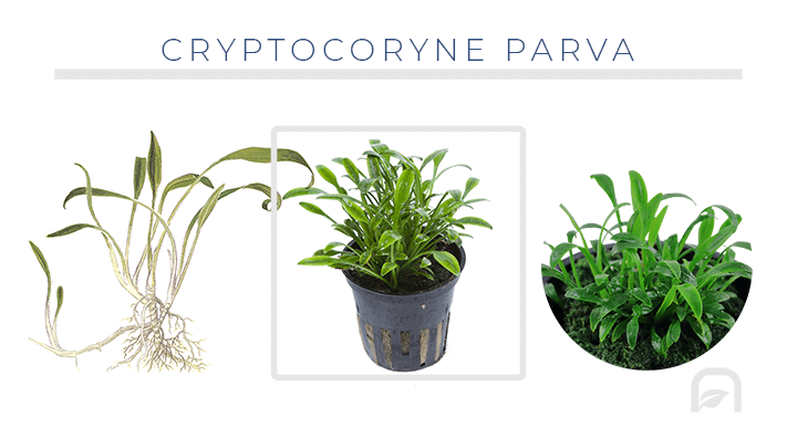 Planta de bajos requerimientos ideal para la zona media del acuario (Cryptocoryne Parva)