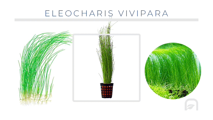 Planta de tallo para el fondo del acuario (Eleocharis Vivipara) que necesita pocos requerimientos y es ideal para principiantes y acuarios low-tech