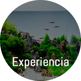Experiencia de 20 años en el montaje y mantenimiento de acuarios en Valencia