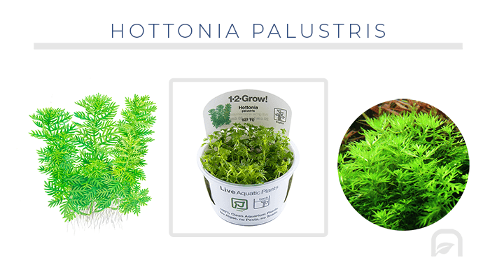 Plantas de tallo: Hottonia Palustris para tu acuario plantado al mejor precio.
