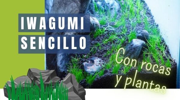 Cómo construir un iwagumi sencillo con rocas y plantas de bajos requerimientos