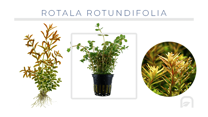 Rotala Rotundifolia planta de tallo ideal para la zona trasera del acuario plantado