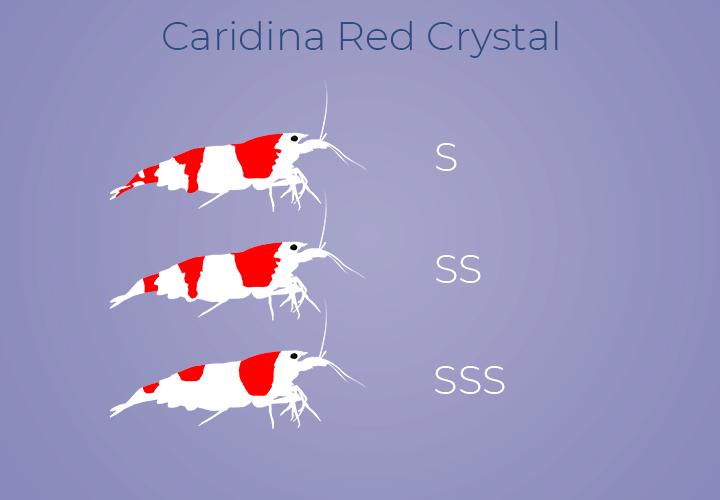 Grados caridina crystal red nascapers