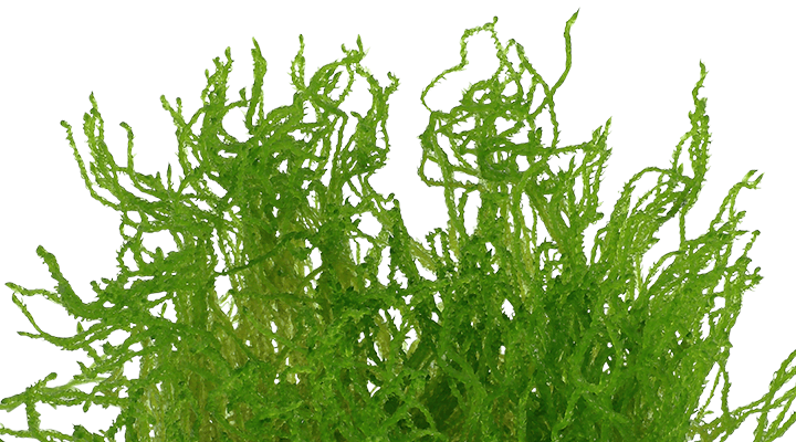 Flame moss, un musgo muy utilizado en acuariofilia por su característica morfología en forma de llama y su crecimiento vertical