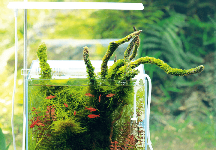 Musgos en tu acuario plantado: dónde ubicarlos y cómo.