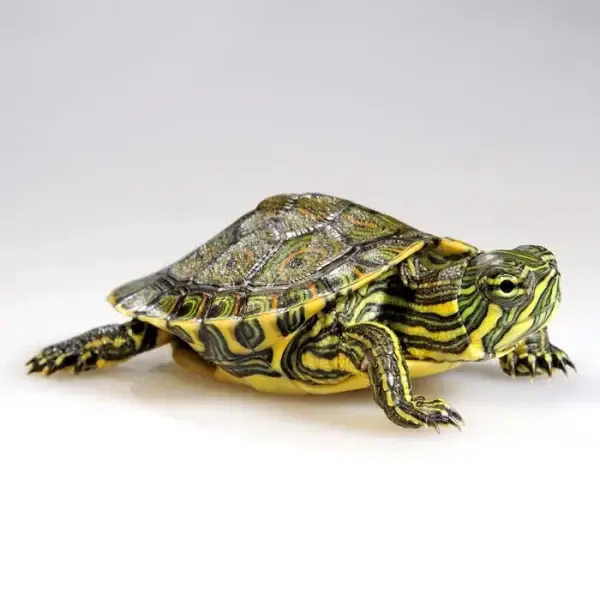 tortuga verde pavo real trachemys venusta al mejor precio