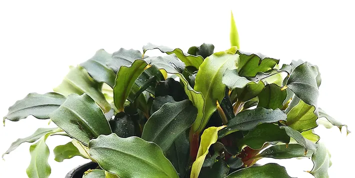 Bucephalandra Batang Kawa de venta en tu tienda de acuarios online nascapers.es al mejor precio.