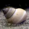 Caracol Mango Blanco (Filopaludina) de venta en tu tienda de acuarios online nascapers.es al mejor precio.