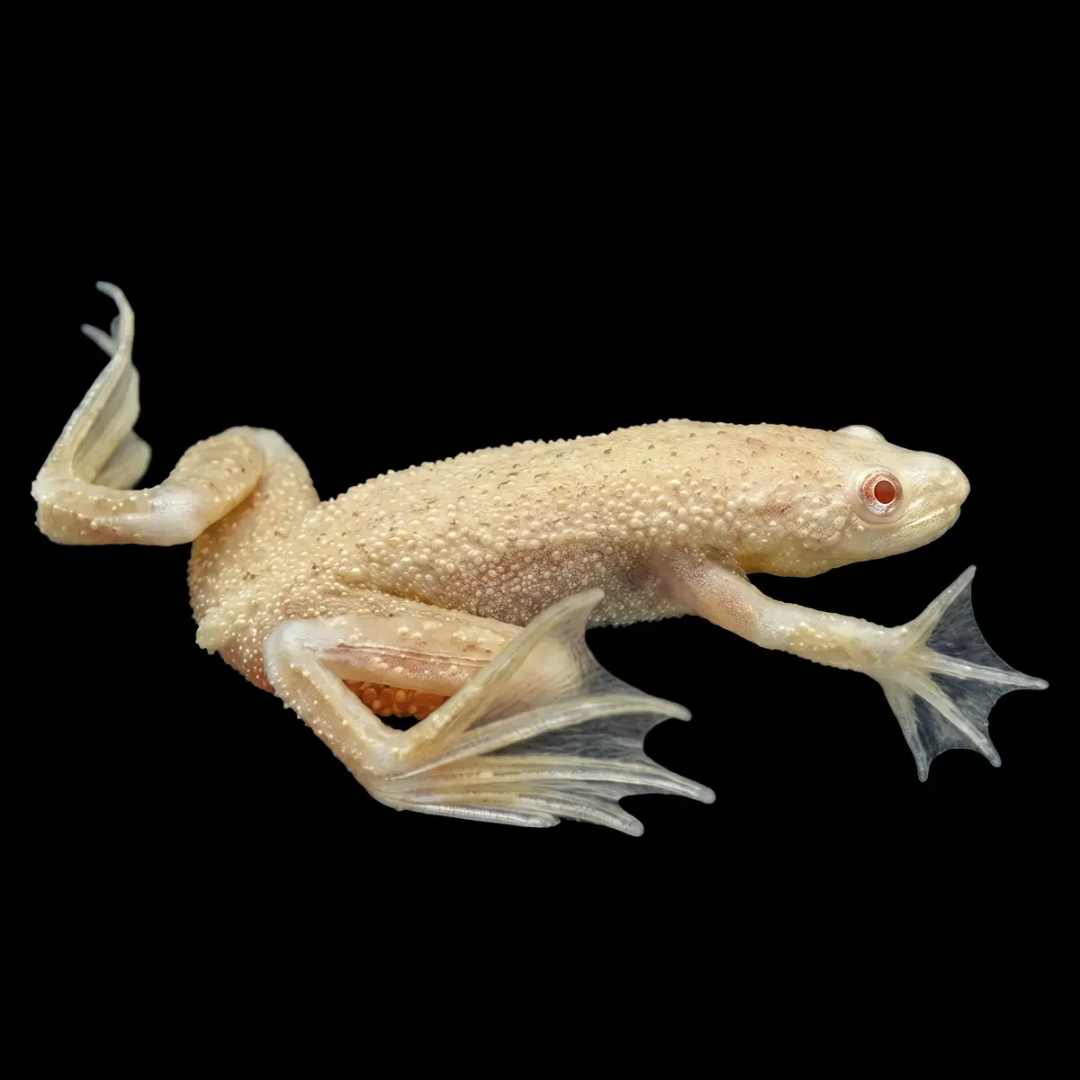 Rana Hymenochirus Oro nascapers.es