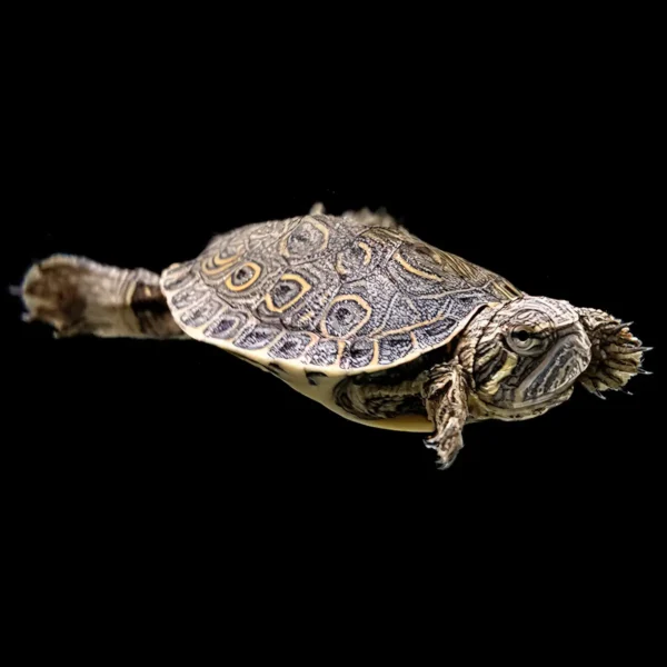 Tortuga Verde Pavo Real Trachemys Venusta nascapers.es