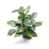 Anubias Nana Bigfoot de venta en tu tienda de acuarios online nascapers.es al mejor precio.