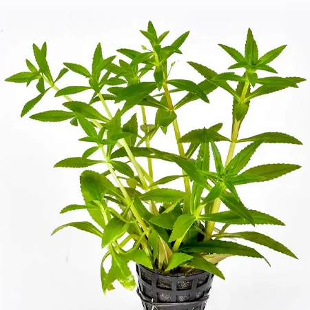 Limnophila aromatica de venta en tu tienda de acuarios online nascapers.es al mejor precio.