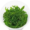 Limnophila aromatica