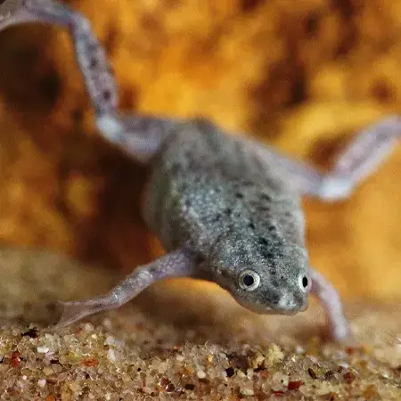 rana hymenochirus spp al mejor precio en NAscapers