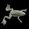Rana Hymenochirus Verde nascapers.es