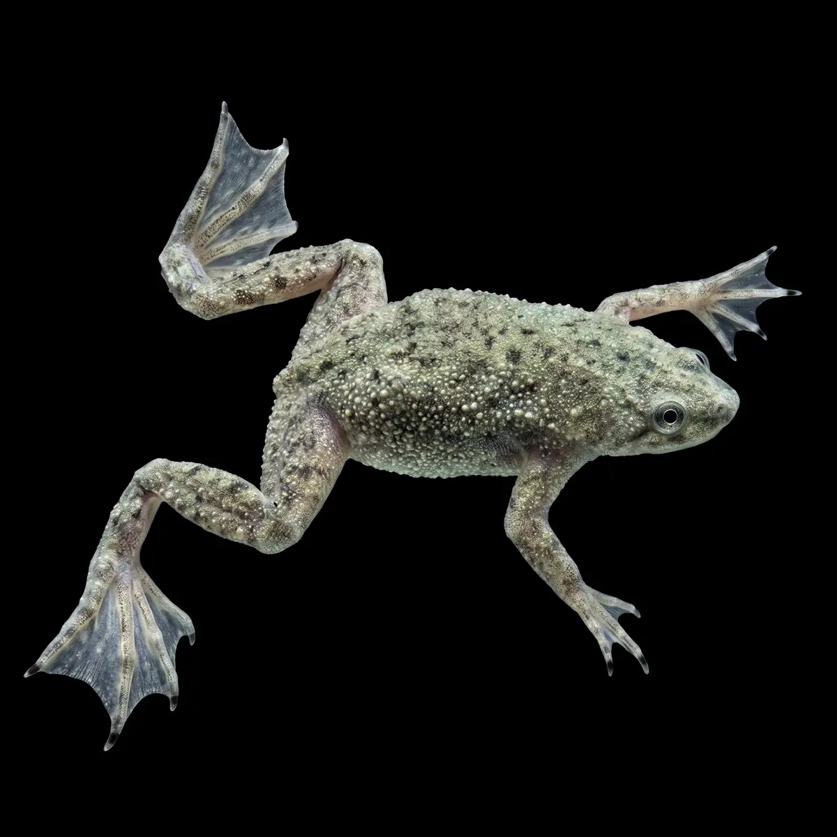 Rana Hymenochirus Verde nascapers.es