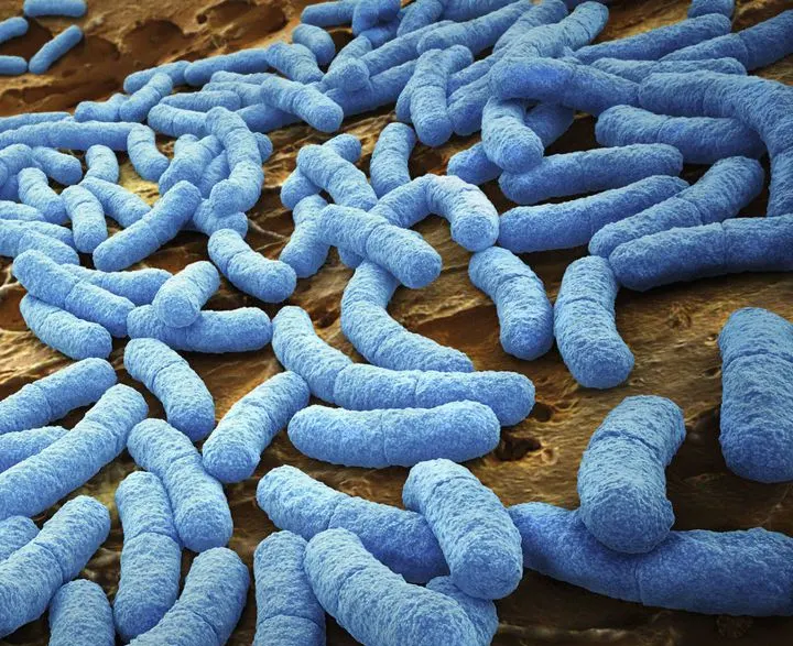 10 pasos para eliminar la cianobacteria