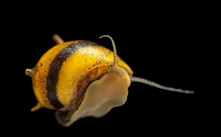 Caracol abeja cornudo de venta en tu tienda de acuarios online nascapers.es al mejor precio.