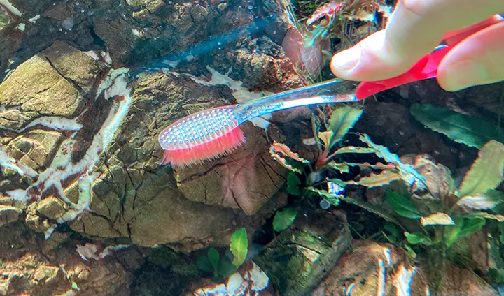 Cepillado de los troncos y rocas que conforman el hardscape de un acuario plantado