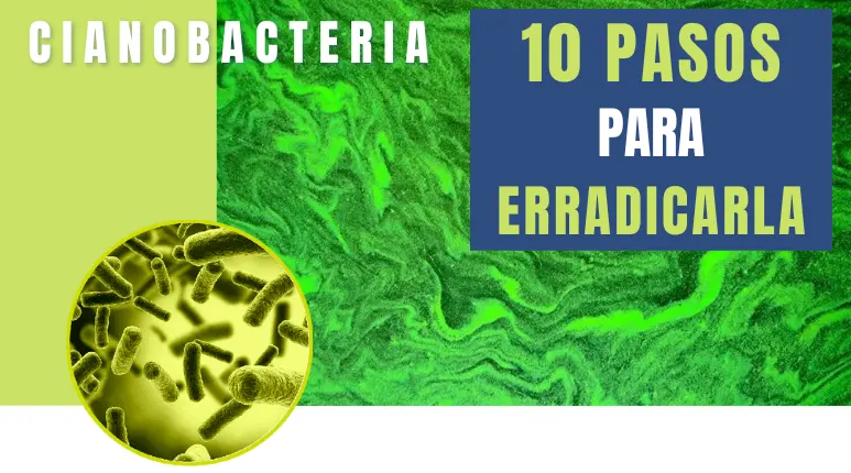 10 pasos para eliminar la cianobacteria de tu acuario plantado