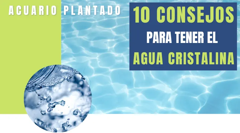 Cómo conseguir tener el agua del acuario pulcra y cristalina