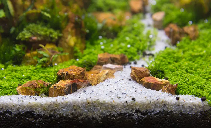 acuario con un camino de arena blanca