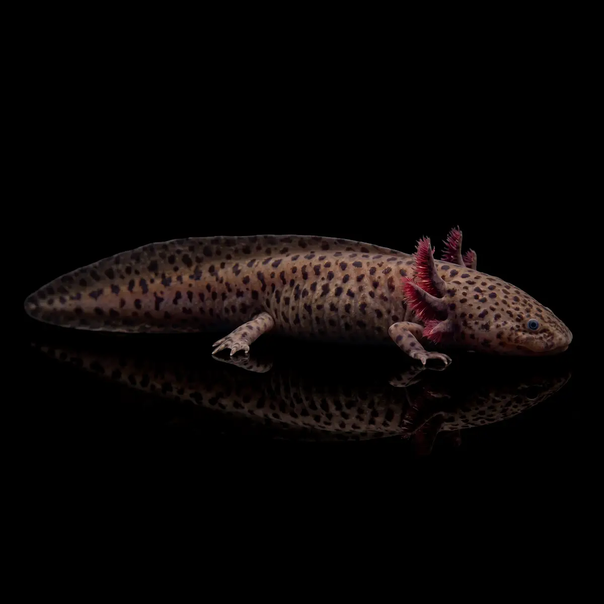 Ajolote Leopardo nascapers.es