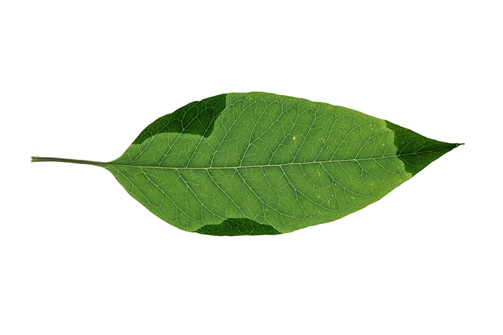 Carencias de potasio en las hojas de las plantas