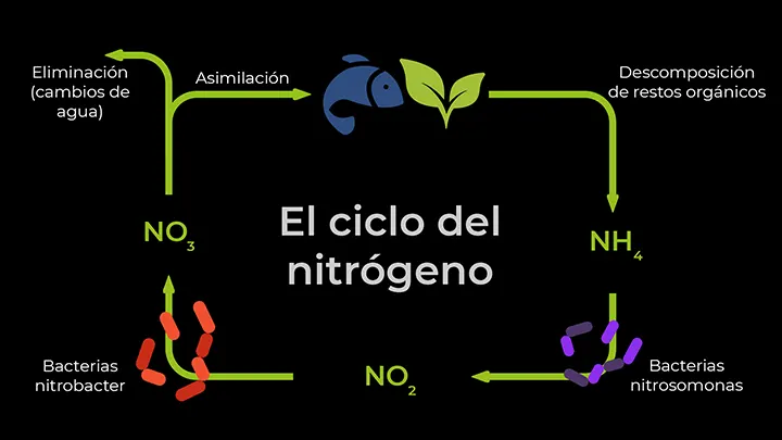 Infografía del ciclo del nitrógeno en el acuario plantado