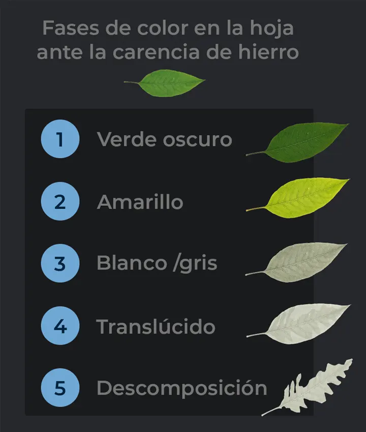 Fases de color en la hoja como consecuencia de la carencia de hierro en el acuario plantado